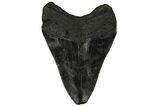 Fossil Megalodon Tooth - Georgia #144282-1